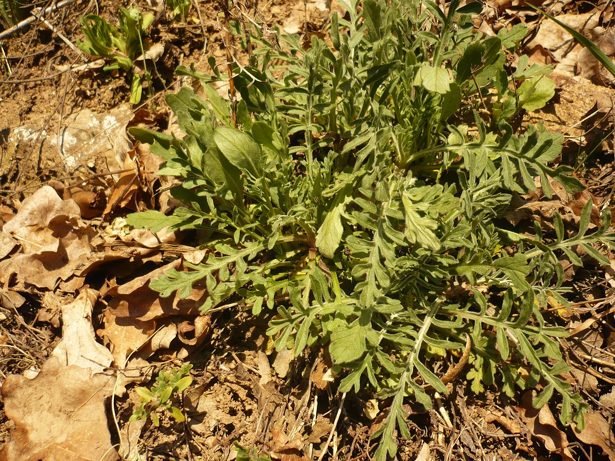 Scabiosa columbaria (Caprifoliaceae)